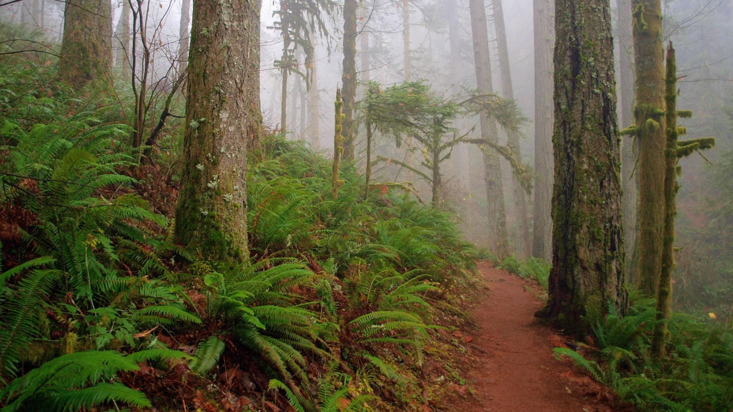 Sword ferns along a foggy forest path
